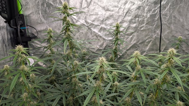 Strawberry Cheesecake Seedsman Seeds Autoflowers x2 — flower, day 58