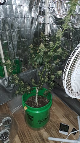 b1. — done, day 160