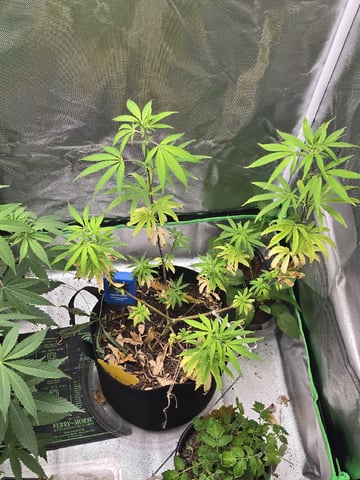 new start — flower, day 103