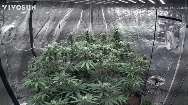 outdoor start/indoor 2025 — flower, day 173
