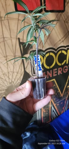 EZ Cloning #101 — germination, day 5