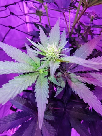 CountryG  — flower, day 104