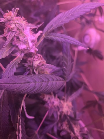 First Grow — flower, day 113