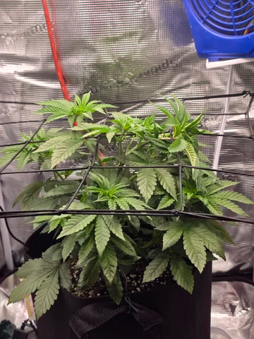 Northern lights #10 2nd plant (Selkies) — vegetative, day 32