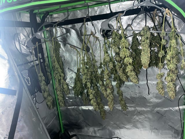 Blue Dream Photos — flower, day 114