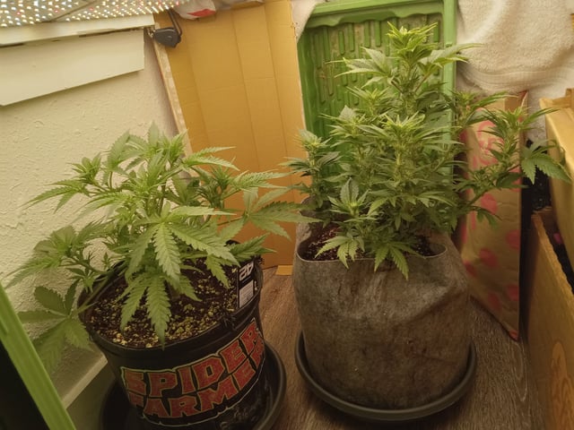 Blueberry critical kush x purple peyote wifi  and one L.a kush cake . — vegetative, day 22