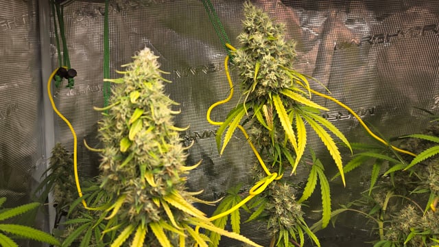 Big Momma Blue Dream  — flower, day 54