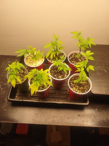 Mainely Genetics Micro Pheno Hunt