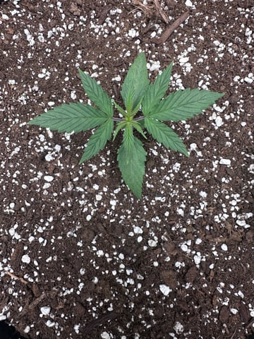 Pine (Auto) 2025 - 0 — seedling_rooting, day 20