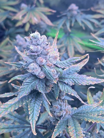 Funk Mountain 2 — flower, day 63
