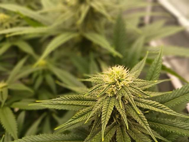 FastBuds Photo-Lemon Mandarin  — flower, day 109