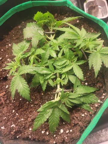 chemdog  — vegetative, day 6
