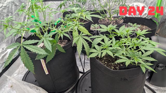 Strawberry Cheesecake Seedsman Seeds Autoflowers x2 — seedling_rooting, day 27