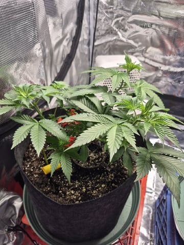 Grow 1 2026 Dream Widow