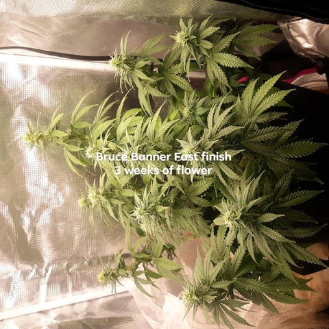 Moving On — vegetative, day 9