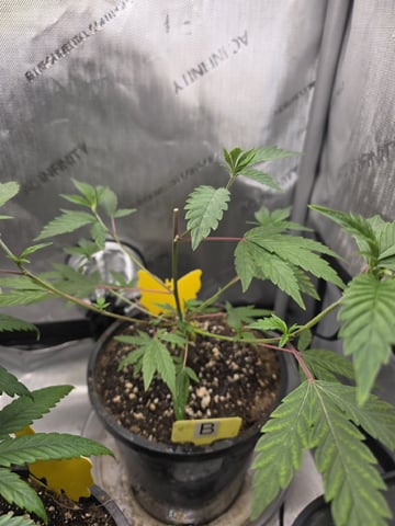 New Project  — vegetative, day 12