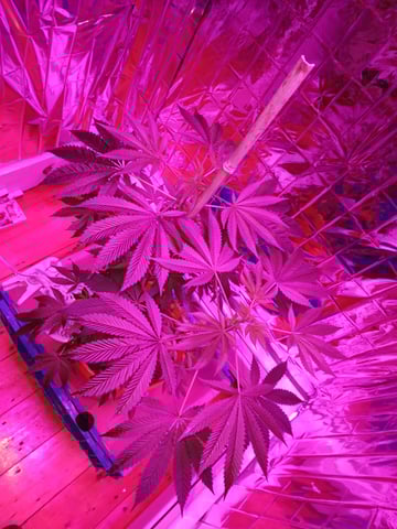 triangle kush  — flower, day 48