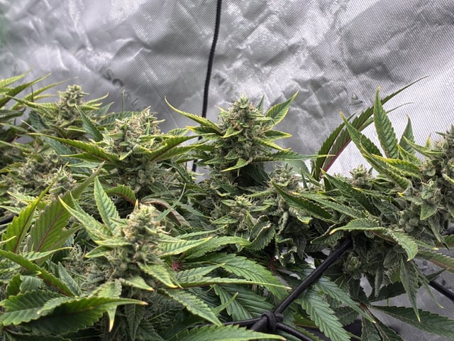 Comet Candy (Auto) 2026- 02 — flower, day 71