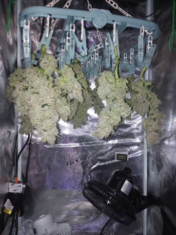 Wizard Punch first grow  — harvest, day 127