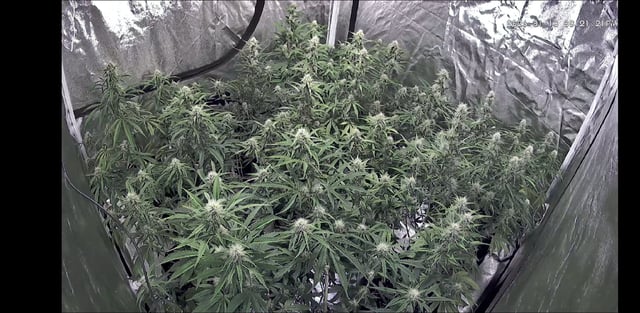 3rd Auto Grow — flower, day 74