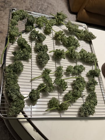 Indoor & Outdoor Grow 6 — flower, day 66