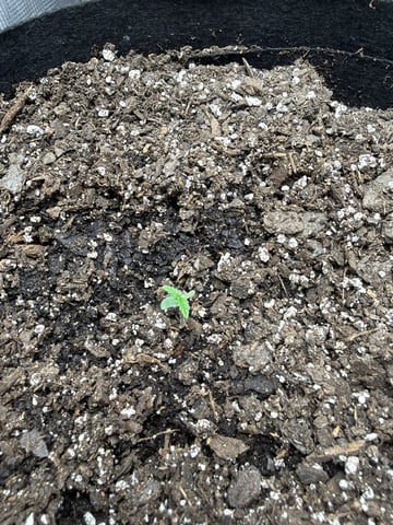 Gorilla Cookies 2nd Try — seedling_rooting, day 9