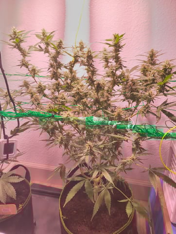 pineapple Express  — flower, day 18