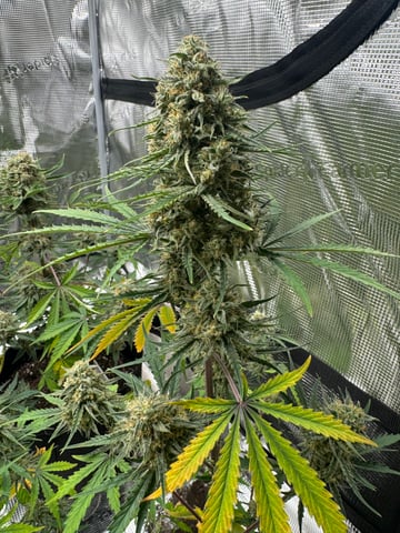 Grow Number 2 — flower, day 61