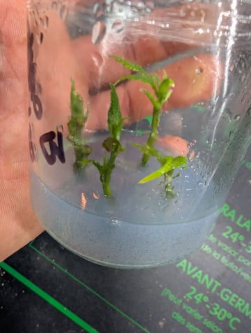 Plant in a test tube — seedling_rooting, day 204