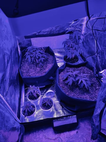 Inside Mother Plants — vegetative, day 30