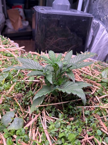 1.75 — vegetative, day 27