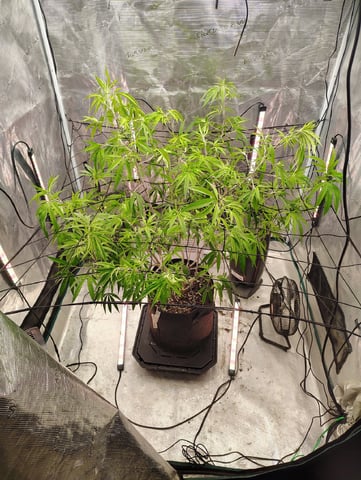 Hindu Kush — flower, day 206