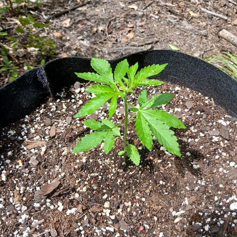 1GreenThumb — vegetative, day 241