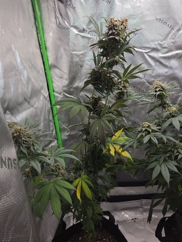 Bruce Banner #4 