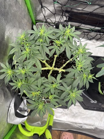Midsummer Outdoor — flower, day 50