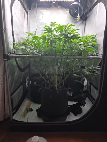 ethos genetics  — flower, day 63