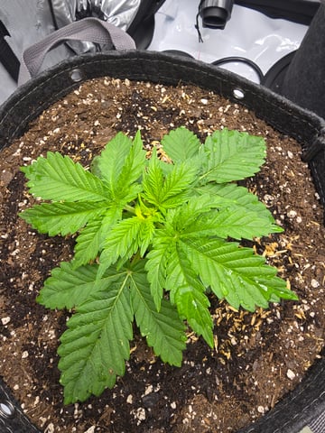 Purple Haze  — vegetative, day 10
