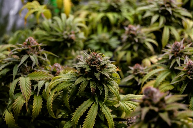 Attack Of The Clones — flower, day 81