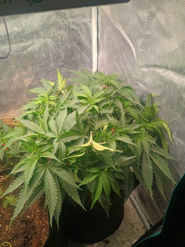 Platinum Zushi  — vegetative, day 21