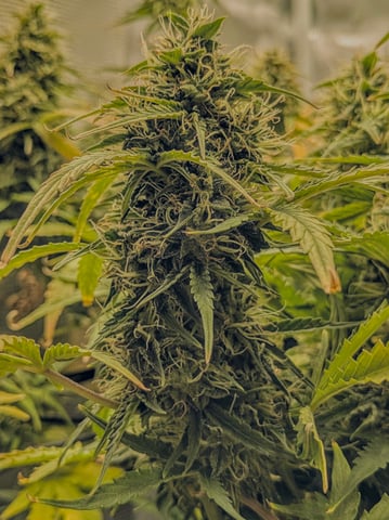 first grow — flower, day 62