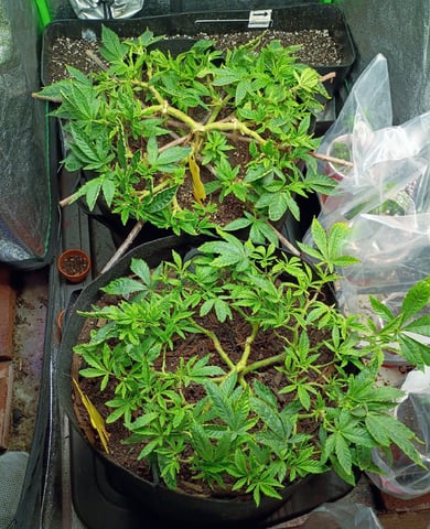 Purple Plum Perfect 💜 & 2 Grape Runtz 🍇 Mainlining garden.  — vegetative, day 215