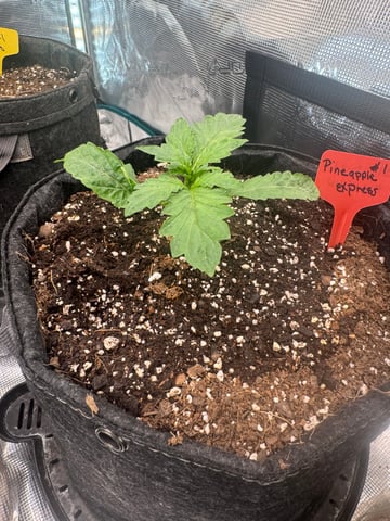 pineapple express — vegetative, day 4