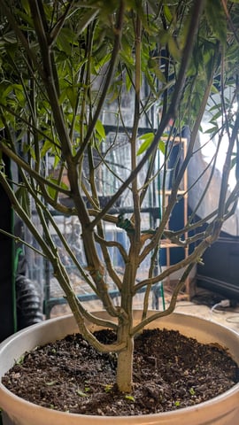 Veg Tent — vegetative, day 1