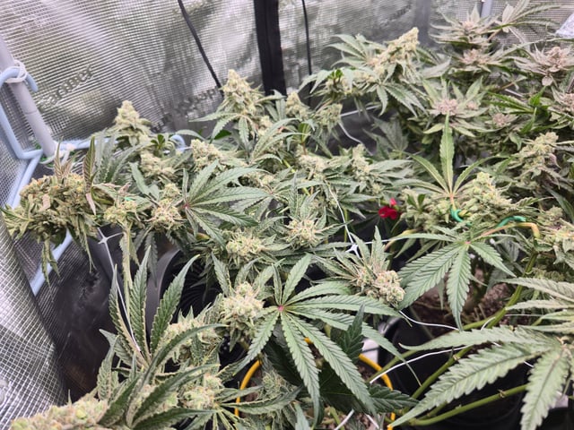 Grow #2 — flower, day 57