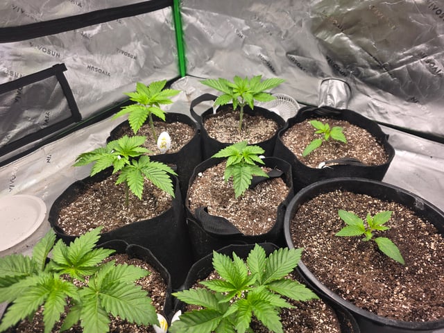 Hazy Daze — vegetative, day 13