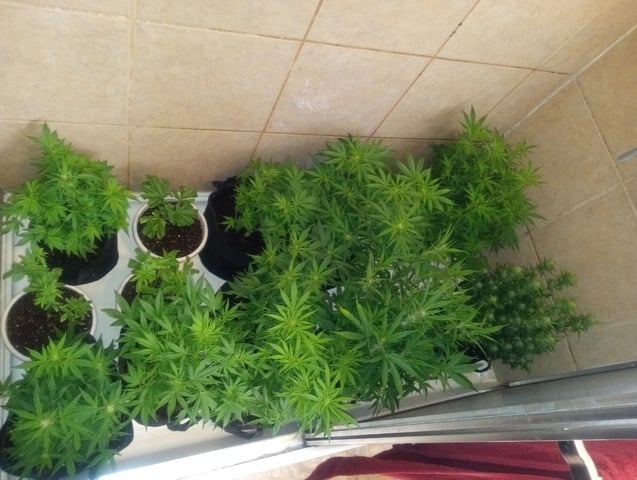  auto mixed pack indoor attempt #1 — flower, day 67