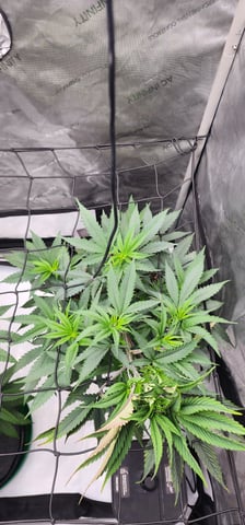 First clones (Dr nefario)  — flower, day 30