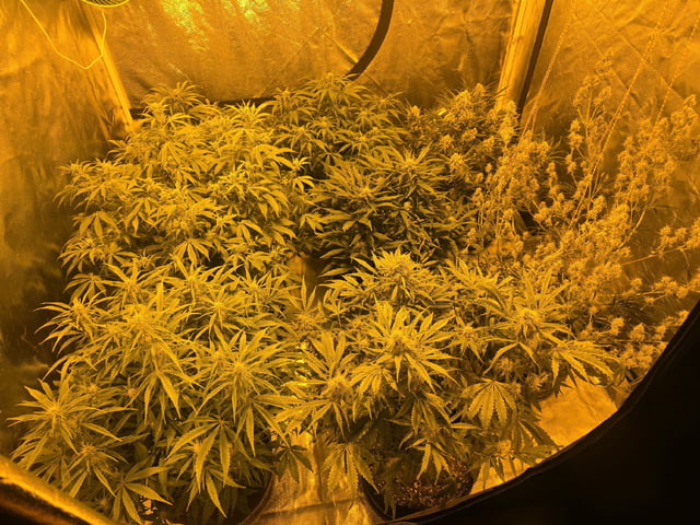 Autos AGAIN — flower, day 62
