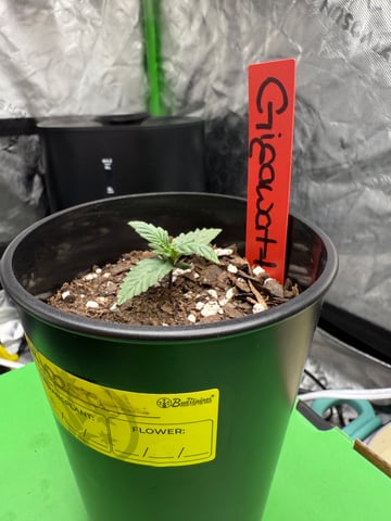 peaceful grow 1 — seedling_rooting, day 5