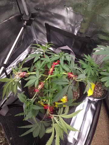 Dirty Bird - Thousand Island Fem & Platinum Kush Breath Remix x Grape Cakehead Fem Photo  — vegetative, day 39